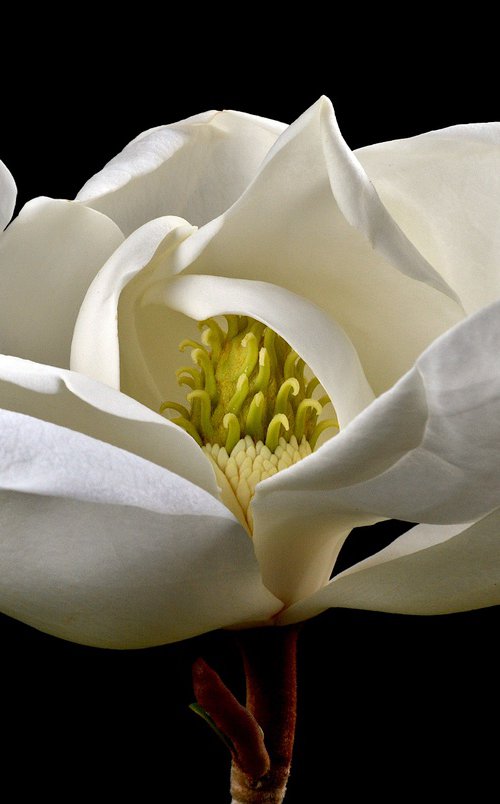Magnolia by Nadia Culph