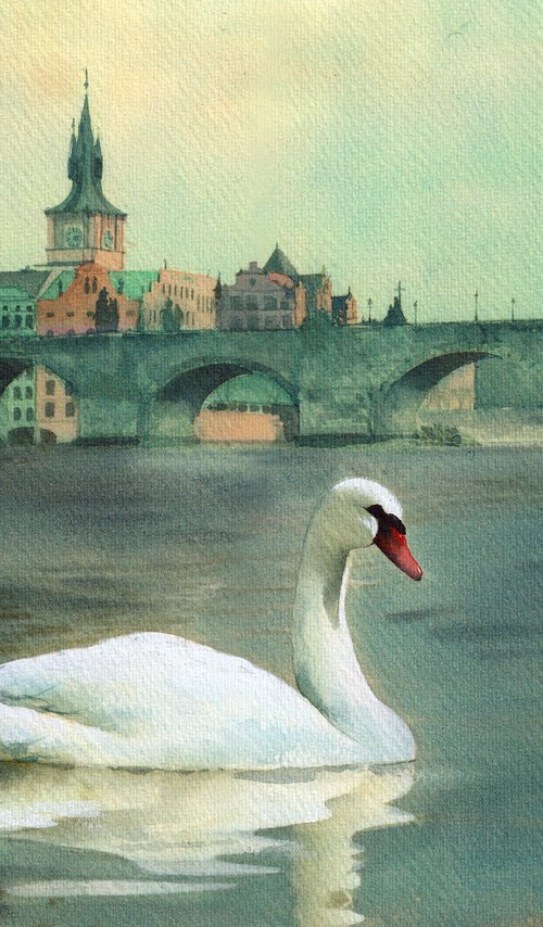 Swan next to Charles Bridge by REME Jr.