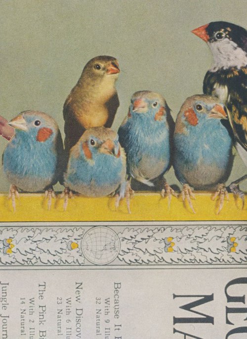 Birds of a Feather Read ..... by Paper Draper