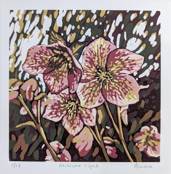 Hellebore Light