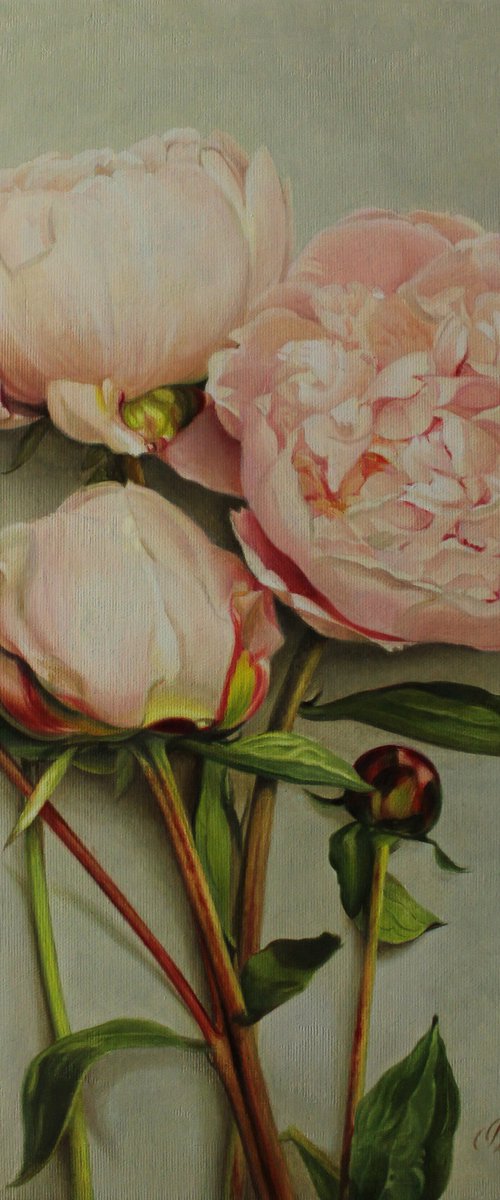 Peonies by Julia Diven